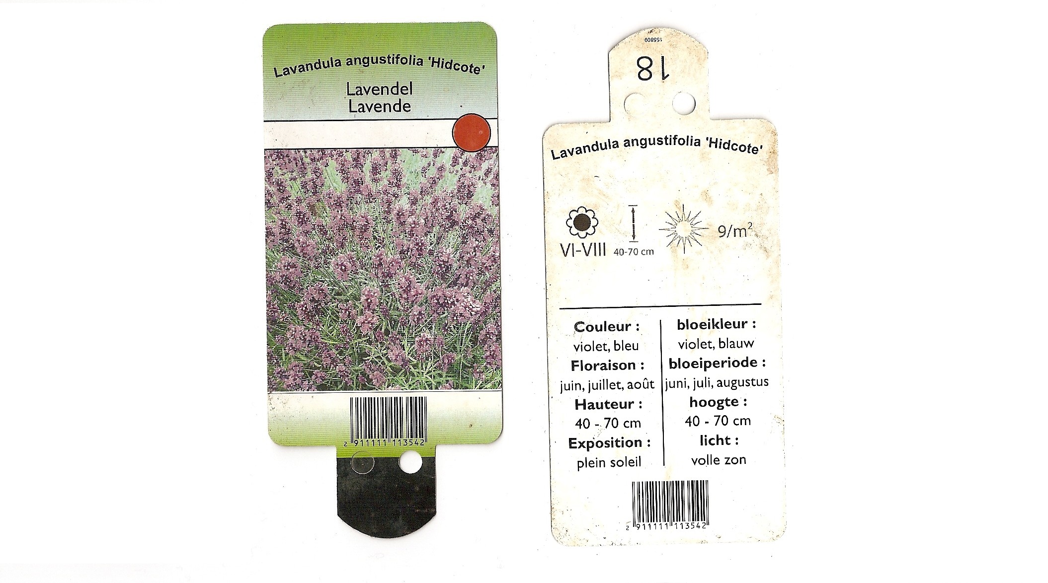 Lavande angustifolia Hidcote.jpg